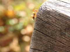 Walckenaeria acuminata