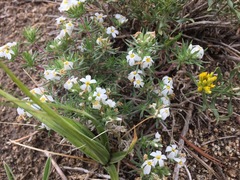 Leptosiphon nuttallii pubescens