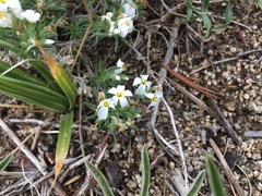 Leptosiphon nuttallii pubescens