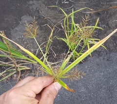 Cyperus distans
