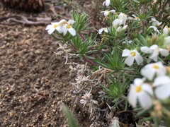 Leptosiphon nuttallii pubescens