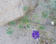 Lupinus odoratus