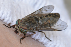 Hybomitra frontalis