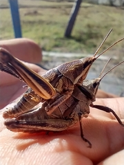 Sphenarium purpurascens