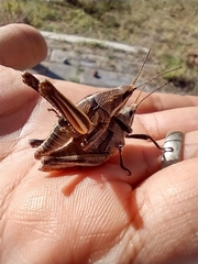 Sphenarium purpurascens