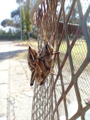 Sphenarium purpurascens