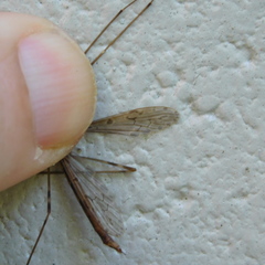 Austrolimnophila crassipes
