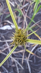 Cyperus luteus