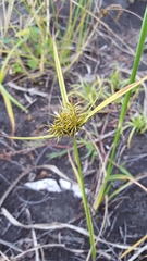 Cyperus luteus
