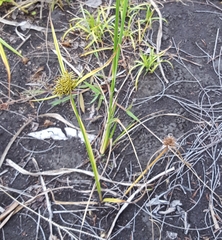 Cyperus luteus