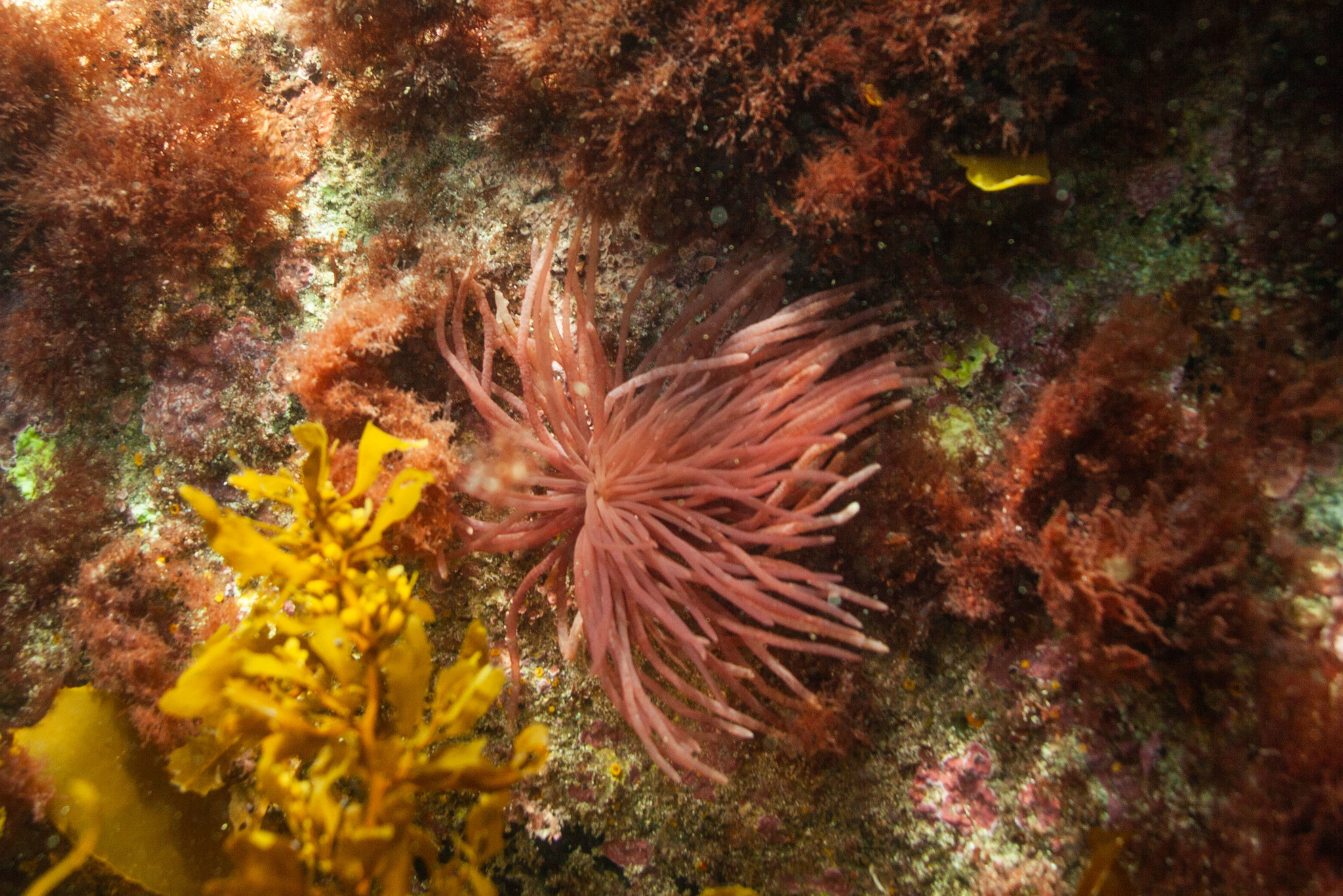 Pseudoanemoniaceae