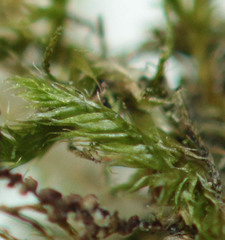 Hypnum resupinatum