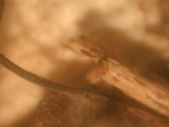 Ophiotheca chrysosperma