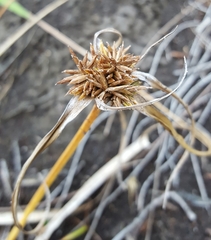 Cyperus luteus