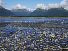Oncorhynchus gorbuscha