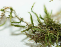 Hypnum resupinatum