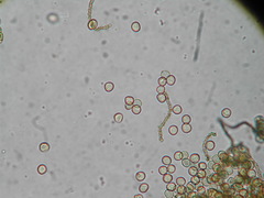 Ophiotheca chrysosperma