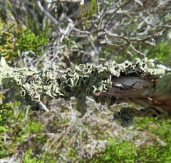 Flavoparmelia rutidota