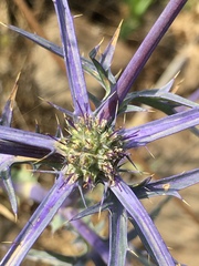 Eryngium creticum