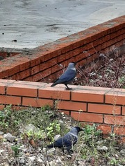 Corvus monedula