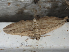 Costaconvexa polygrammata