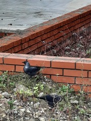 Corvus monedula