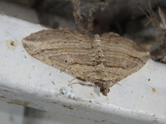 Costaconvexa polygrammata