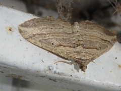 Costaconvexa polygrammata