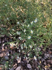 Symphyotrichum