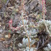 Echeveria pulvinata leucotricha - Photo (c) Leticia Soriano Flores, μερικά δικαιώματα διατηρούνται (CC BY-NC), uploaded by Leticia Soriano Flores