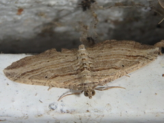 Costaconvexa polygrammata