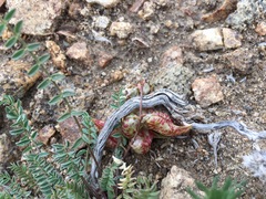 Astragalus lentiginosus semotus