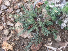 Astragalus lentiginosus semotus