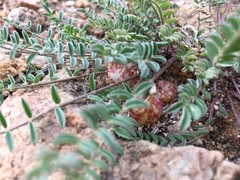 Astragalus lentiginosus semotus