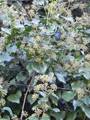 Hedera colchica
