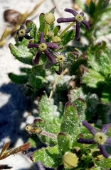 Lyperia tristis