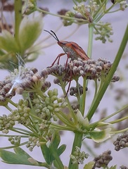 Carpocoris mediterraneus atlanticus