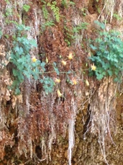 Aquilegia chrysantha