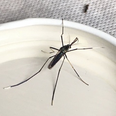 Toxorhynchites theobaldi