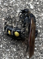 Campsomeris bistrimacula