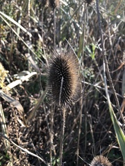 Dipsacus fullonum