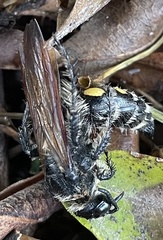 Campsomeris bistrimacula