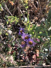 Symphyotrichum novae-angliae