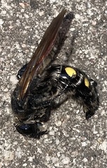 Campsomeris bistrimacula