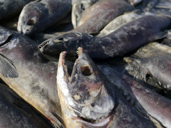 Oncorhynchus gorbuscha