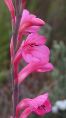 Watsonia coccinea