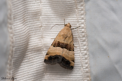 Pseudozarba bipartita