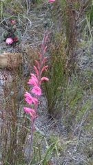 Watsonia coccinea