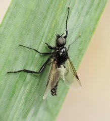 Bibio hortulanus