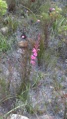 Watsonia coccinea